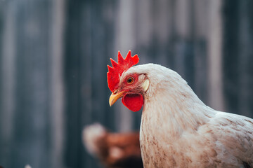 A close-up of a white hen with red comb against a blurred background on a farm during the early morning light
