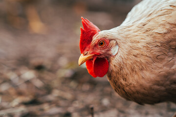 A close-up of a white hen with red comb against a blurred background on a farm during the early morning light