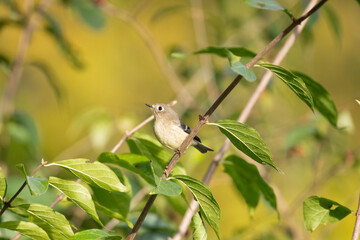 Ruby-crowned kinglet