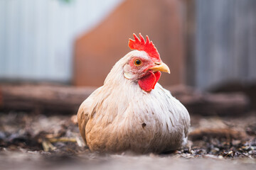 A plump white hen resting on the ground, surrounded by dirt and straw in a rural farm setting during the afternoon