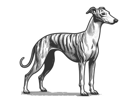 recommend clip art: Greyhound whippet dog, sleek body, long legs, and graceful posture sketch engraving generative ai fictional character vector illustration. Scratch board imitation. Black and white image.