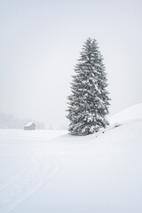 Fototapeta premium While it snows. Under a heavy snowfall walking in the village of Cima Sappada