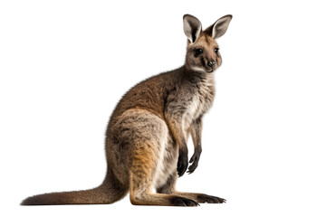 Niedliches Wallaby