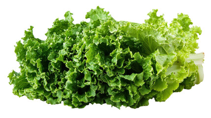 Obraz premium Freshly harvested green lettuce showcasing vibrant leaves ready for a healthy meal or salad