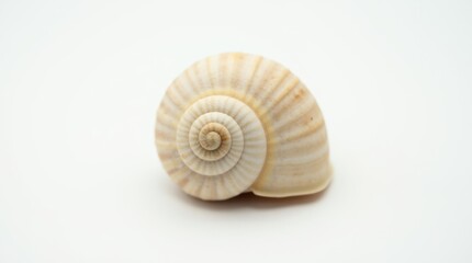 A small natural snail shell with a delicate spiral pattern, centered on a white background; the subtle details are beautifully highlighted.