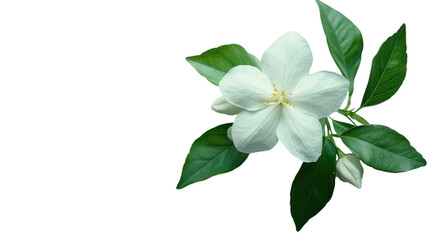 Obraz premium Delicate jasmine blossom captivating attention with lush green leaves in a serene setting