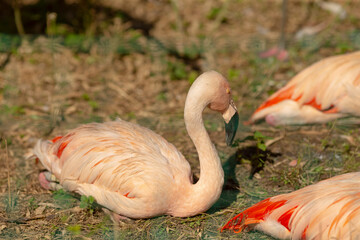 A colorful group of flamingos are comfortably laying down in the green grass amidst their natural habitat enjoying the sunshine
