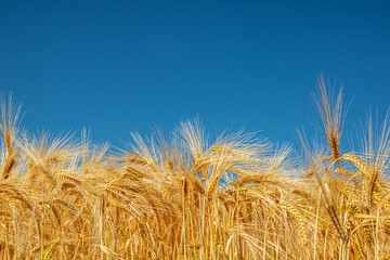Landscape golden wheat and blue sky © Olha K