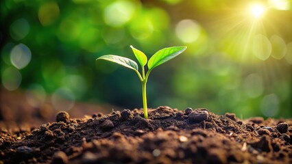 Fototapeta premium Small green plant emerging from soil with leading lines
