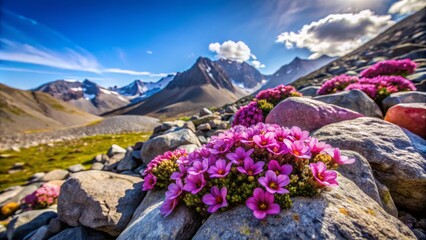 Stunning Landscape of Saxifraga Oppositifolia - Purple Saxifrage Flowers Blooming on Tundra Rocks in Majestic Mountain Scenery