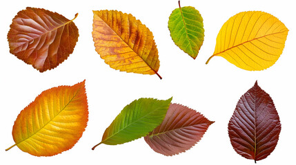 Obraz premium Collection of Colorful Autumn Leaves - Illustration