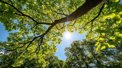 穏やかな森の雰囲気の中で、緑豊かな葉の間から差し込む春の陽光