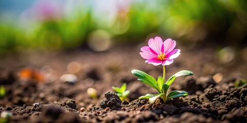 Small pink flower standing out among weeds and earth Wide-Angle