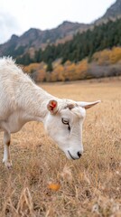 Obraz premium 山の景色を望む秋の牧草地で草を食む白ヤギ