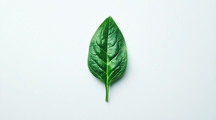 Obraz premium A single spinach leaf placed on a white background, with its rich green color and detailed texture standing out. Minimalist and organic.