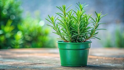 Small rosemary plant in green pot isolated on white background