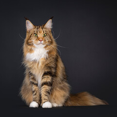 Majestic young adult tortie Maine Coon cat, sitting up facing front. Looking beside camera. Isolated on a black background.