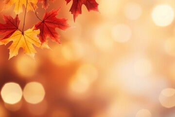 Red and yellow maple leaves backgrounds sunlight autumn.