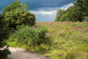 landscape with heather fields and trees