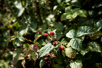 wild raspberry berries in the field 