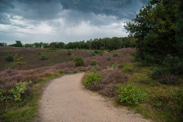 Fototapeta premium path in the field