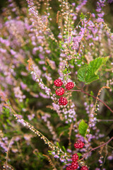 wild raspberry berries in the field 