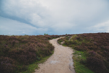 narrow path in the heath hills
