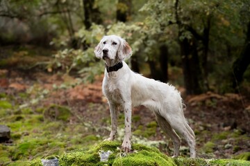 Setter ingles en el bosque