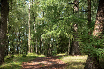 path in the coniferous forest 