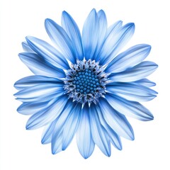 Vibrant blue flower macro shot