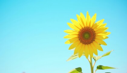 Obraz premium Bright and cheerful just like a sunny day