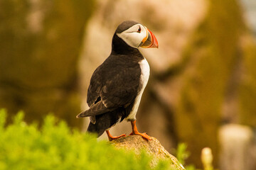 Sea birds