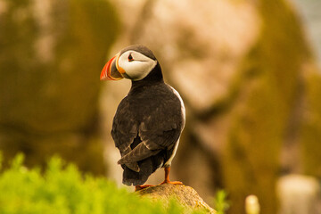 Sea birds