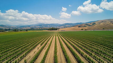 Aerial view of vineyard fields and rolling hills under blue sky and clouds in countryside