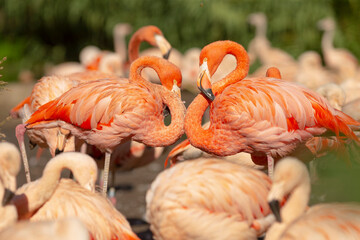 In a serene natural setting, a group of elegant flamingos are standing closely next to each other, displaying their unique beauty and charm