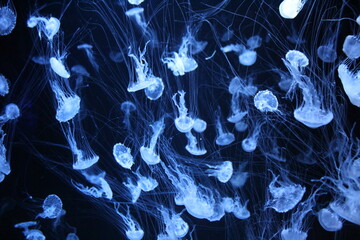 Jellyfish