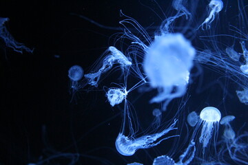 Jellyfish