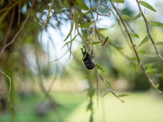 dragonfly on a tree branch