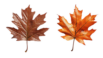 Fototapeta premium Golden autumn leaves showcasing vibrant colors and unique textures against a white backdrop