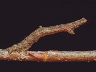 A caterpillar of a Brimstone Moth mimicking a twig (AKA Inchworm)