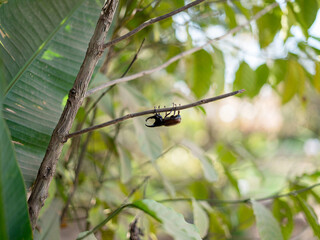 dragonfly on a tree branch