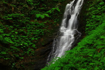 Obraz premium 岩手県北上市 夏の滝