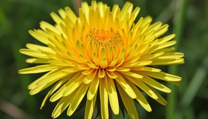  Bright and Beautiful  A Sunflowers Radiant Glow