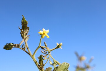 A Beautiful Yellow Flower Towering Against a Clear Blue Sky in the Wonders of Nature