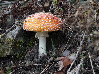 Fliegenpilz im Herbst