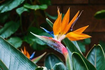 Bright blossom of Strelitzia reginae. Vibrant crane flower, bird of paradise, or isigude with striking orange, blue petals in Botanical garden, Tenerife. Dramatic plant in family Strelitziaceae.