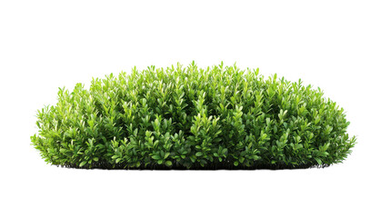 Lush green shrub thriving under bright sunlight in a serene outdoor setting