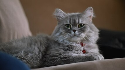 An adult Persian cat rests peacefully on the couch