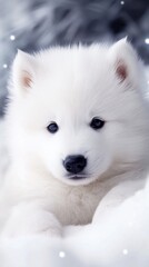 Fototapeta premium wallpaper samoyed puppy 