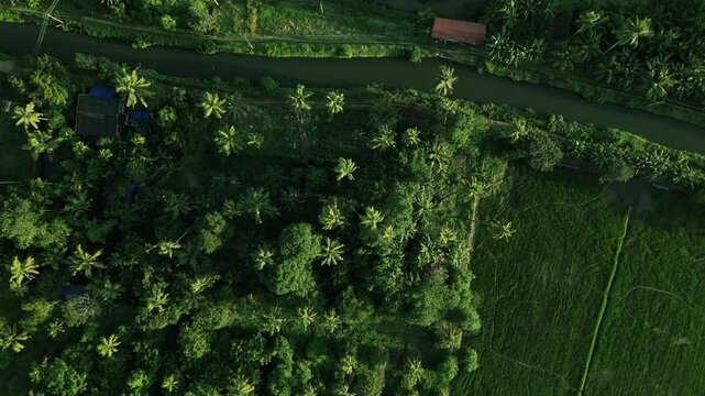 Backwater rice field and coconut tree with river side top view